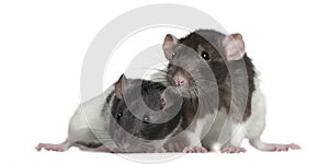 Rats, 9 and 3 months old, in front of white