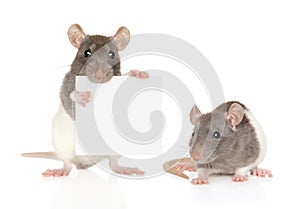 Rats with banner on a white background