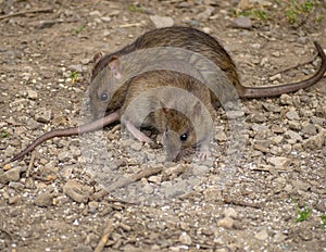 Rats photo