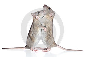 Rats cuddling on a white background
