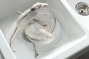 Rats and dishes in kitchen sink. Pest control