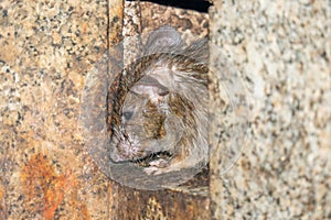 Rats drinking milk provided at Karni Mata, Rat Temple, Deshnoke near Bikaner, India. Believed to be reincarnations of the Karni photo