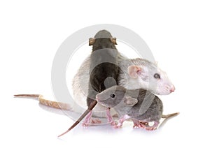 rats family in studio