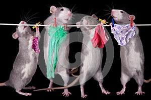 Rats Hanging Laundry