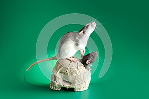 Rats on a human skull. Rodent isolated on a green background for inscription. Mice and gnawed bones