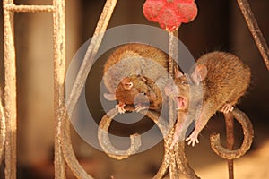 Rats at the Karni Mata Temple