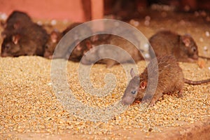 Rats at the Karni Mata Temple