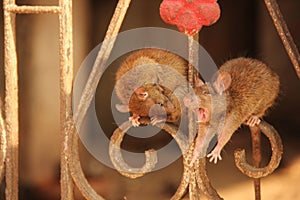 Rats at the Karni Mata Temple photo