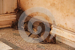 Rats at the Karni Mata Temple photo