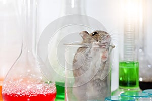Rats in laboratory