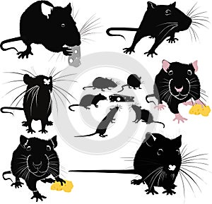 Rats of the mouse rodents animals cheese photo