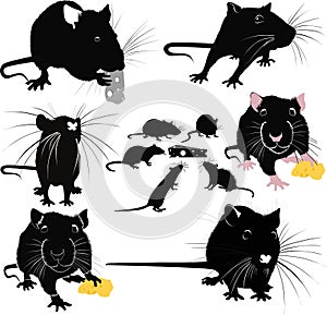 Rats of the mouse rodents animals cheese