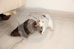 Rats near damaged furniture. Pest control