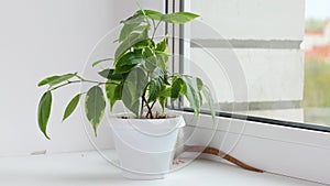 Rats are running next to a pot with a houseplant. Rodents on a white windowsill near the window