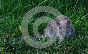 Rats are various medium-sized, long-tailed rodents.