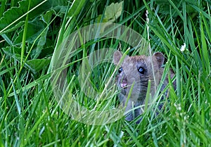 Rats are various medium-sized, long-tailed rodents.