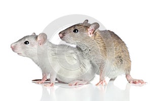 Rats on a white background