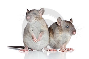 Rats on white background