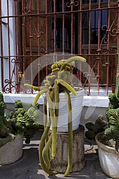 Rattail Cactus  835381