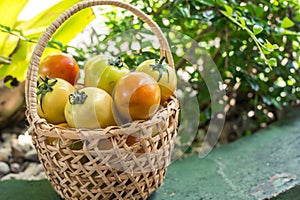 A rattan basket filled with fresh and partially ripe Philippine tomatoes on display at an outdoor garden