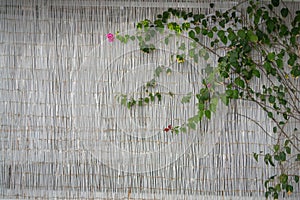 Rattan Separator with Creeper and Flower in Adamantas, Milos, Gr