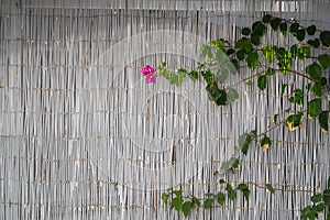 Rattan Separator with Creeper and Flower in Adamantas, Milos, Gr