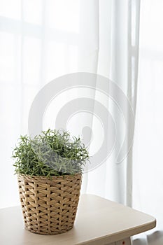 Rattan weave potted plant on wooden brown chair with white transparent curtain and window background