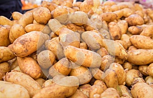 Ratte potatoes heap for sale at organics farmers market