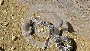 Rattle in action on small diamondback rattlesnake