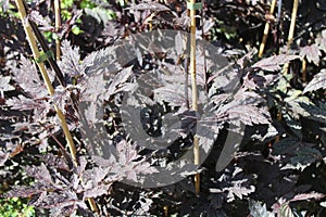 rattle root in the autumn