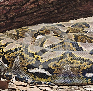 Rattle Snake