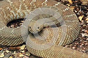 Rattle Snake