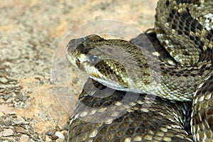 Rattle Snake