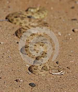 A rattle snake absorbing the morning heat