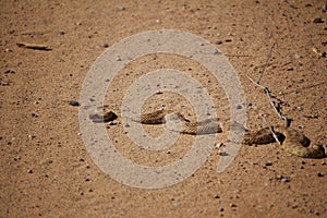 A Rattle Snake Basking in the Morning Sun