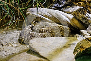 A rattle snake is chilling under the rock