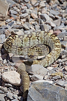 Rattle Snake Coiled