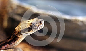 Rattle Snake with Copy Space