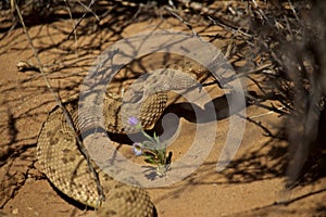 Rattle Snake Finding Shade Under Branches