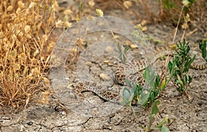 Rattle Snake Flicks Black Tongue While Crawling Over Parched Ground