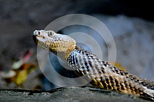 Rattle Snake