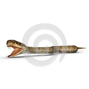 Rattle snake photo