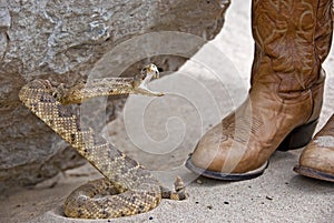 rattle snake with western boots