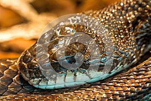Rattle snake head