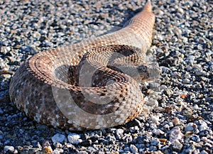 Rattlesnake