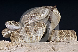 Rattlesnake photo