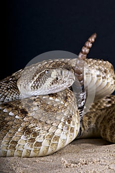 Rattlesnake photo