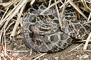 Rattlesnake