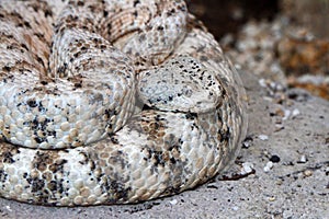 Rattlesnake