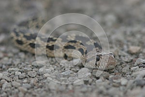 Rattlesnake
